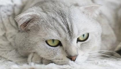 kering.com-赛季转会总结：豪门引援成效显著，豪门阵容